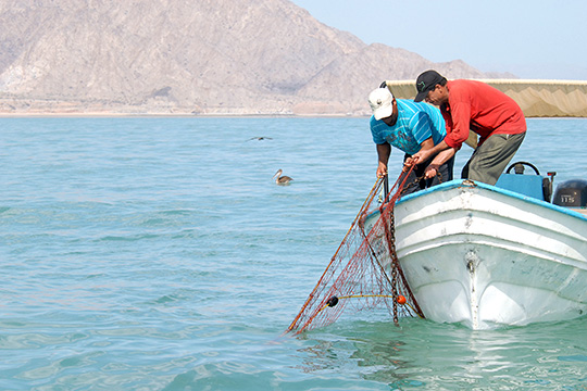 La región PACA integra cinco ecorregiones marinas y alberga especies de alto valor para la conservación