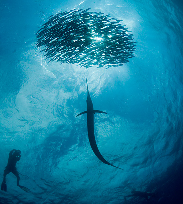 La región PACA integra cinco ecorregiones marinas y alberga especies de alto valor para la conservación